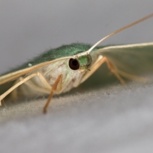 Prasinocyma semicrocea at Melba, ACT - 4 Jan 2021