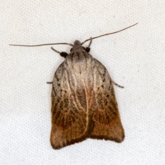 Tortricopsis pyroptis (A Concealer moth (Wingia Group)) at Melba, ACT - 3 Jan 2021 by Bron