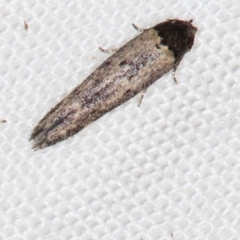 Gelechioidea (superfamily) (Unidentified Gelechioid moth) at Melba, ACT - 3 Jan 2021 by Bron