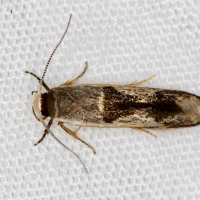 Stathmopoda megathyma (A concealer moth) at Melba, ACT - 3 Jan 2021 by Bron
