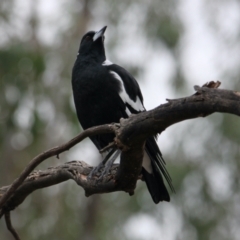 Gymnorhina tibicen (Australian Magpie) at Albury - 1 Feb 2021 by PaulF