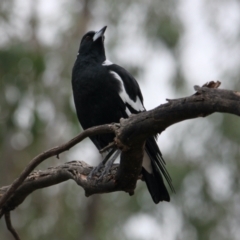 Gymnorhina tibicen (Australian Magpie) at Bowna Reserve - 1 Feb 2021 by PaulF
