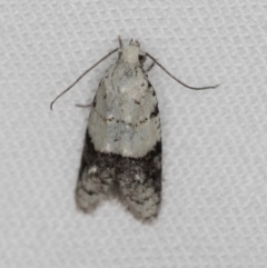 Tracholena sulfurosa (A tortrix moth) at Melba, ACT - 3 Jan 2021 by Bron