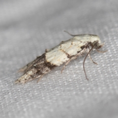 Tracholena sulfurosa at Melba, ACT - 4 Jan 2021 01:24 AM