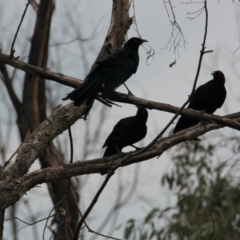 Corcorax melanorhamphos (White-winged Chough) at Albury - 1 Feb 2021 by PaulF