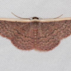 Idaea inversata (Purple Wave) at Melba, ACT - 3 Jan 2021 by Bron