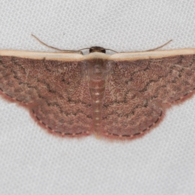 Idaea inversata (Purple Wave) at Melba, ACT - 3 Jan 2021 by Bron