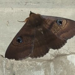 Dasypodia selenophora (Southern old lady moth) at Holt, ACT - 3 Feb 2021 by drakes