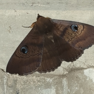 Dasypodia selenophora at Holt, ACT - 3 Feb 2021 08:44 AM