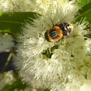 Scaptia (Scaptia) auriflua at Yass River, NSW - 3 Feb 2021