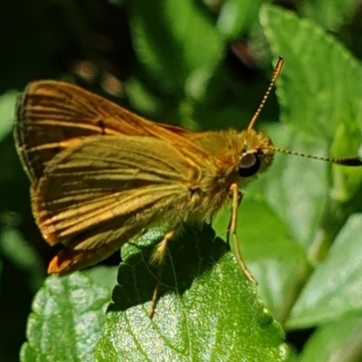 Ocybadistes walkeri (Green Grass-dart) at Cook, ACT - 3 Feb 2021 by drakes