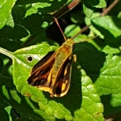 Ocybadistes walkeri at Cook, ACT - 3 Feb 2021