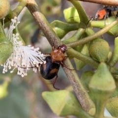 Phyllotocus bimaculatus (Nectar scarab) at Murrumbateman, NSW - 3 Feb 2021 by SimoneC