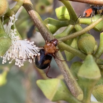 Phyllotocus bimaculatus (Nectar scarab) at Murrumbateman, NSW - 2 Feb 2021 by SimoneC