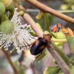 Phyllotocus bimaculatus at Murrumbateman, NSW - 3 Feb 2021