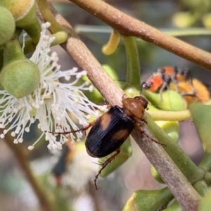 Phyllotocus bimaculatus at Murrumbateman, NSW - 3 Feb 2021