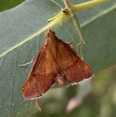 Endotricha pyrosalis (A Pyralid moth (Endotrichinae) at Murrumbateman, NSW - 1 Feb 2021 by SimoneC