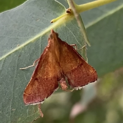 Endotricha pyrosalis (A Pyralid moth (Endotrichinae) at Murrumbateman, NSW - 1 Feb 2021 by SimoneC