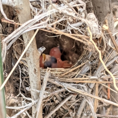 Malurus cyaneus (Superb Fairywren) at Red Hill Nature Reserve - 3 Feb 2021 by JackyF