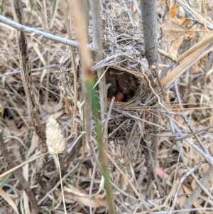 Malurus cyaneus at Deakin, ACT - 3 Feb 2021 01:21 PM