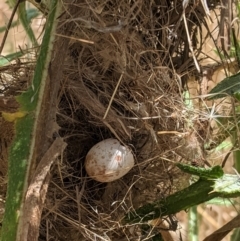 Malurus cyaneus (Superb Fairywren) at Red Hill Nature Reserve - 3 Feb 2021 by JackyF