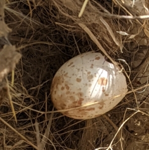 Malurus cyaneus at Deakin, ACT - 3 Feb 2021