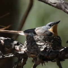 Myiagra rubecula (Leaden Flycatcher) at Mount Ainslie - 31 Jan 2021 by jb2602