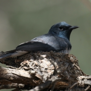 Myiagra rubecula at Ainslie, ACT - suppressed