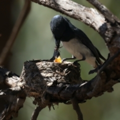 Myiagra rubecula at Ainslie, ACT - suppressed