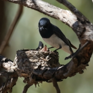 Myiagra rubecula at Ainslie, ACT - 31 Jan 2021