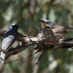 Myiagra rubecula at Ainslie, ACT - suppressed