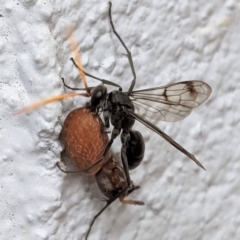 Fabriogenia sp. (genus) (Spider wasp) at Hughes, ACT - 1 Feb 2021 by JackyF
