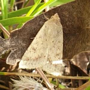 Helicoverpa (genus) at Cook, ACT - 1 Feb 2021