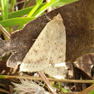 Helicoverpa (genus) (A bollworm) at Cook, ACT - 1 Feb 2021 by drakes