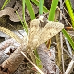 Helicoverpa (genus) at Cook, ACT - 1 Feb 2021