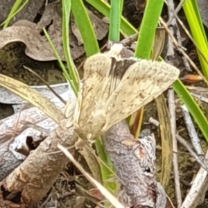 Helicoverpa (genus) at Cook, ACT - 1 Feb 2021