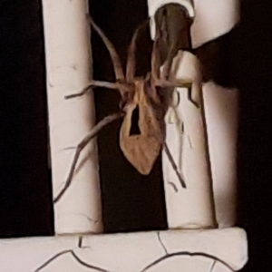 Argoctenus sp. (genus) at Harrison, ACT - 2 Feb 2021