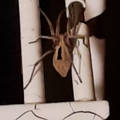 Argoctenus sp. (genus) (Wandering ghost spider) at Harrison, ACT - 2 Feb 2021 by Wuzzlebuzz