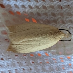 Chezala privatella (A Concealer moth) at Hughes, ACT - 31 Jan 2021 by JackyF