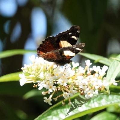 Vanessa itea (Yellow Admiral) at Hughes, ACT - 3 Feb 2021 by JackyF