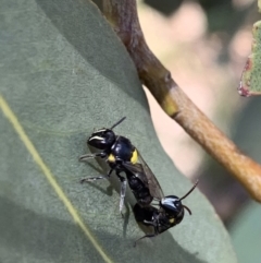 Hylaeus (Hylaeorhiza) nubilosus (A yellow-spotted masked bee) at Murrumbateman, NSW - 3 Feb 2021 by SimoneC
