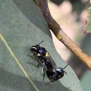 Hylaeus (Hylaeorhiza) nubilosus at Murrumbateman, NSW - 3 Feb 2021 02:14 PM