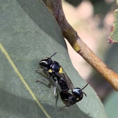 Hylaeus (Hylaeorhiza) nubilosus (A yellow-spotted masked bee) at Murrumbateman, NSW - 3 Feb 2021 by SimoneC