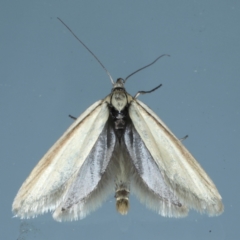 Philobota pilipes (A concealer moth) at Ainslie, ACT - 31 Jan 2021 by jb2602