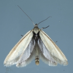 Philobota pilipes (A concealer moth) at Ainslie, ACT - 31 Jan 2021 by jbromilow50