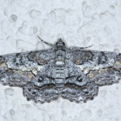 Cleora displicata (A Cleora Bark Moth (Boarmiini) at Ainslie, ACT - 31 Jan 2021 by jb2602