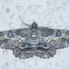 Cleora displicata (A Cleora Bark Moth) at Ainslie, ACT - 31 Jan 2021 by jb2602