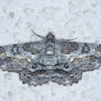 Cleora displicata (A Cleora Bark Moth (Boarmiini) at Ainslie, ACT - 31 Jan 2021 by jb2602