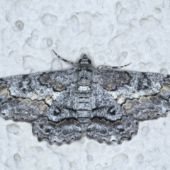 Cleora displicata (A Cleora Bark Moth) at Ainslie, ACT - 31 Jan 2021 by jbromilow50