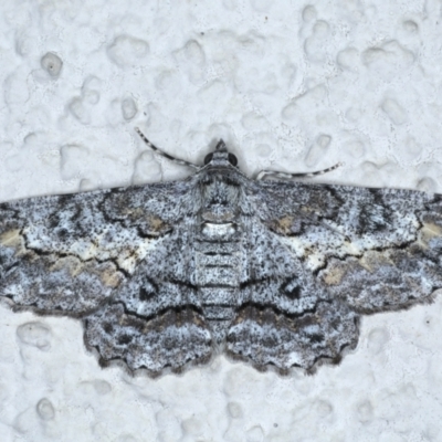 Cleora displicata (A Cleora Bark Moth) at Ainslie, ACT - 31 Jan 2021 by jbromilow50